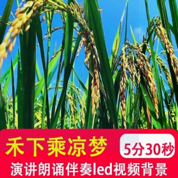 禾下乘凉梦 怀念袁隆平水稻粮食学生朗诵演讲led视频背景音乐制作
